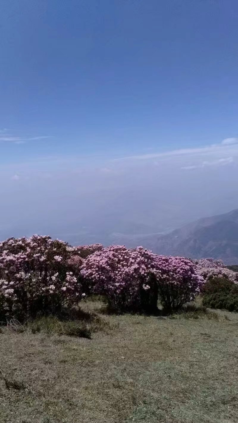 会理龙肘山杜鹃花花期图片