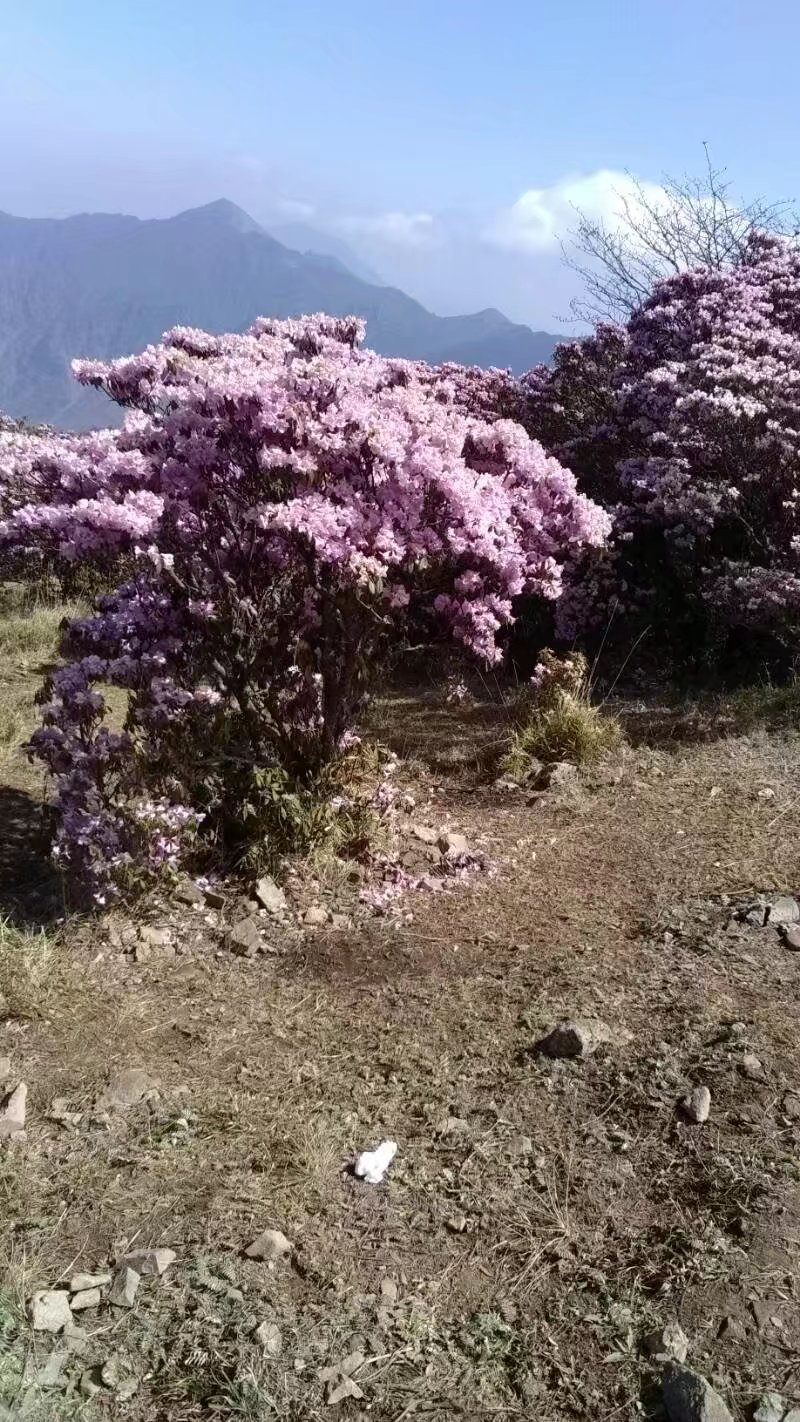 会理龙肘山杜鹃花花期图片