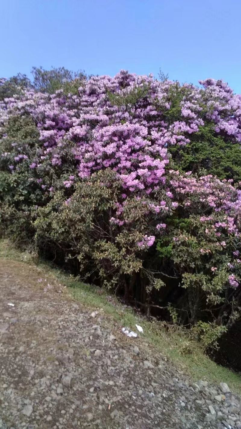 会理龙肘山杜鹃花花期图片