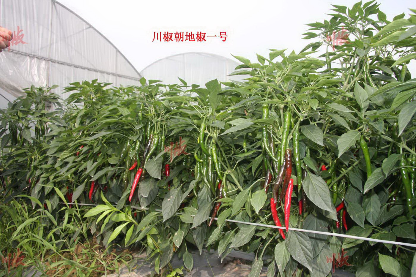 川椒种业辣椒种子朝地椒一号