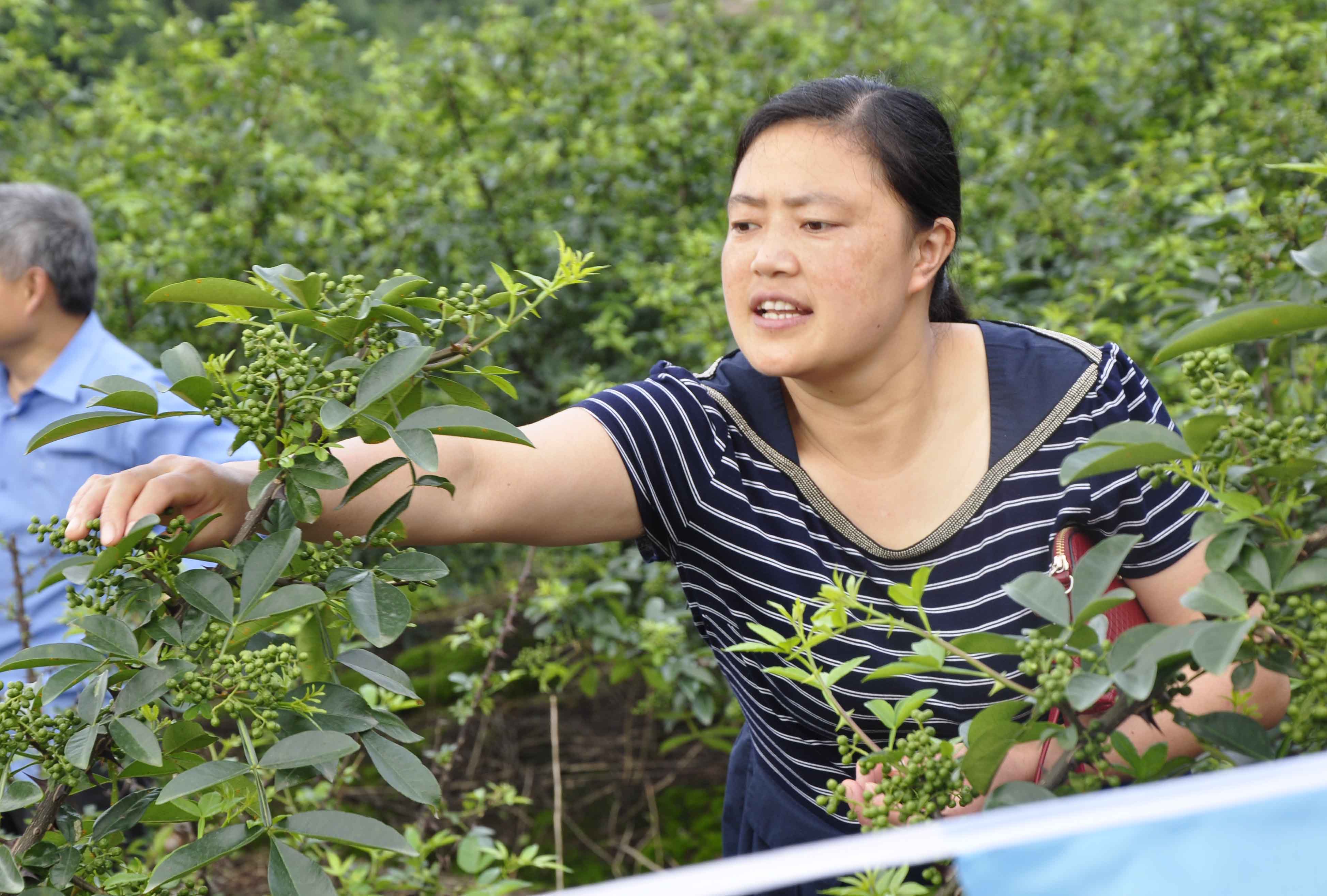 平昌县弟二届声青花椒采摘节