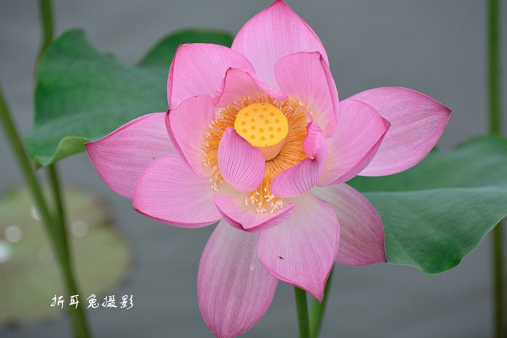 DSC_6447.jpg