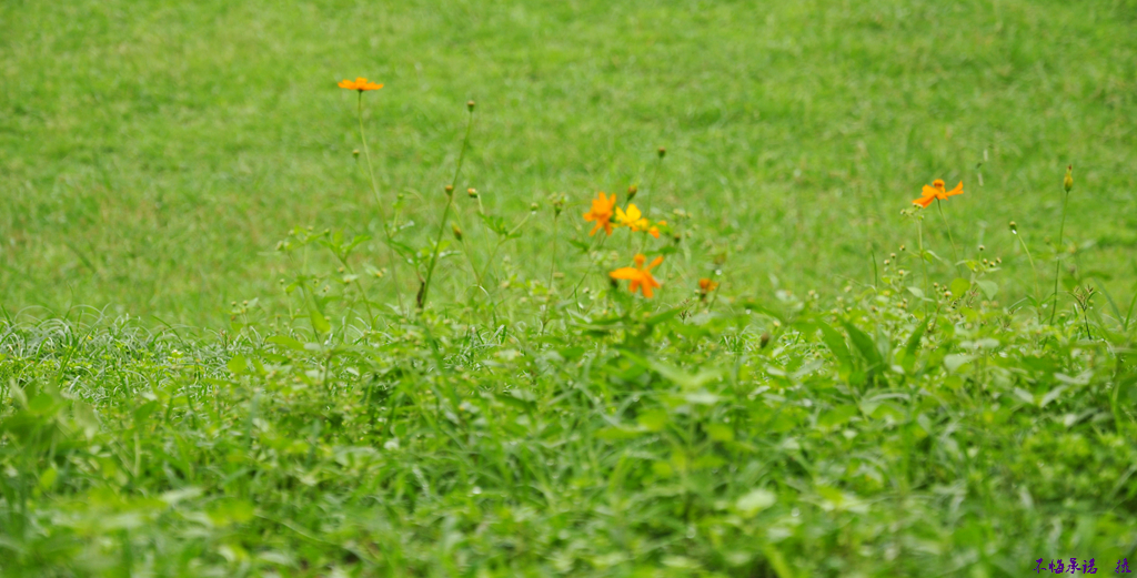 DSC_0202_.jpg