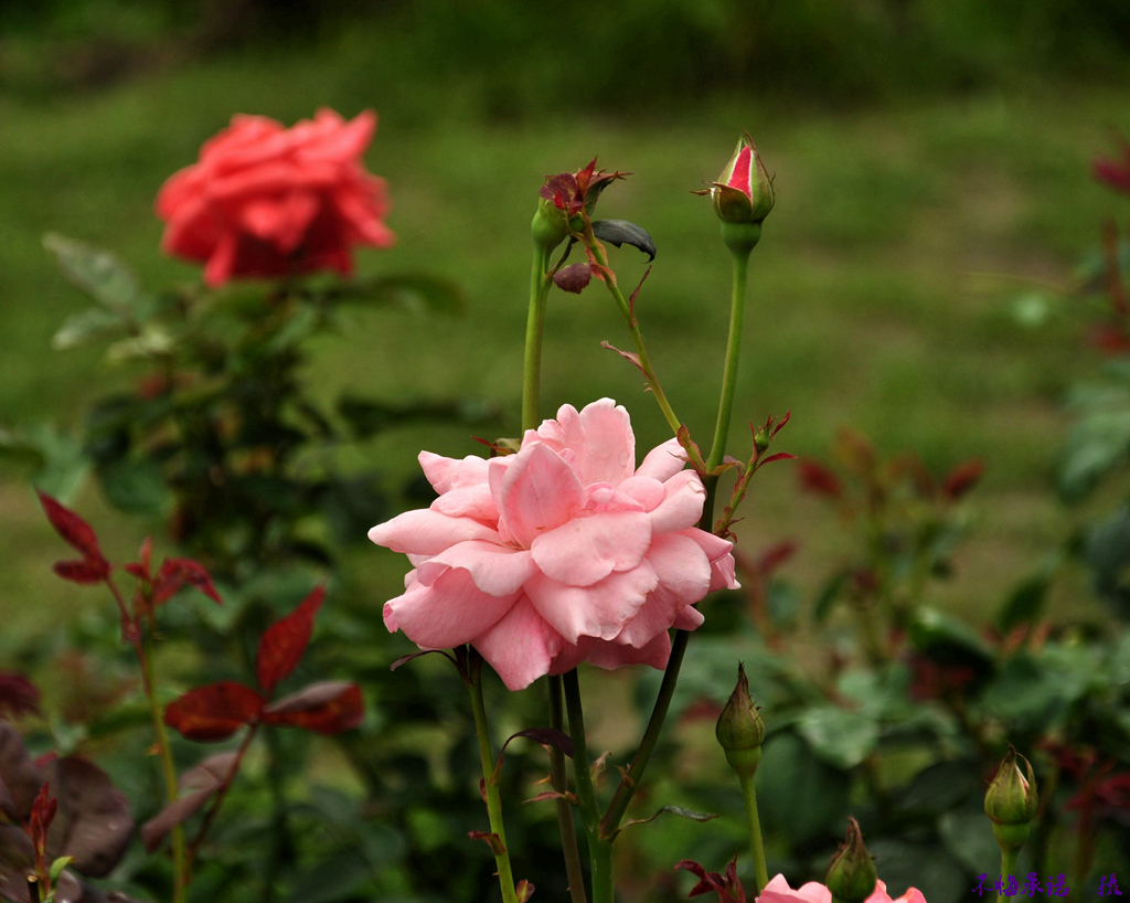 DSC_0242_.jpg
