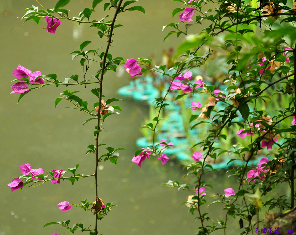 DSC_0259_.jpg