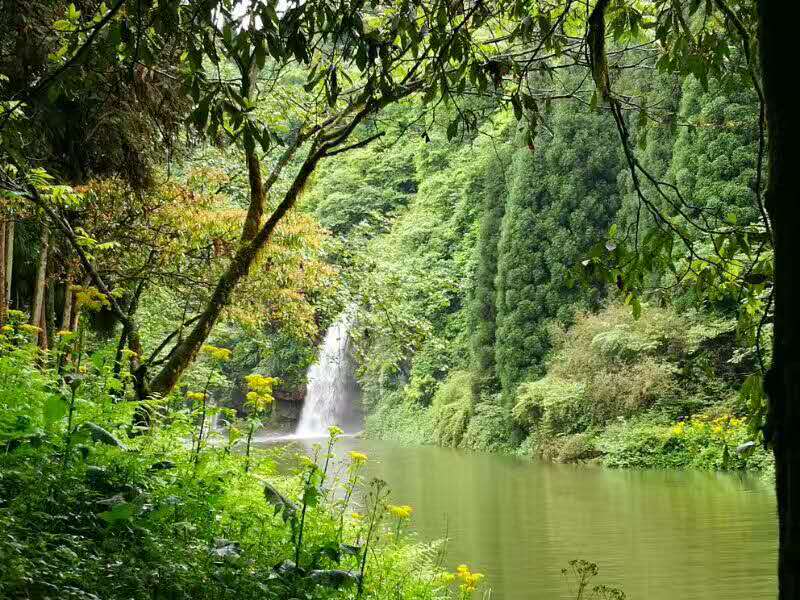 龙苍
