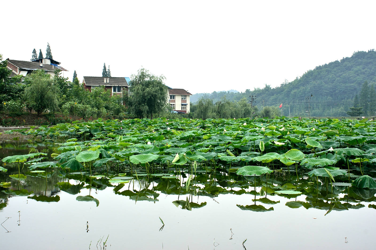 彭州磁峰镇莲花湖图片