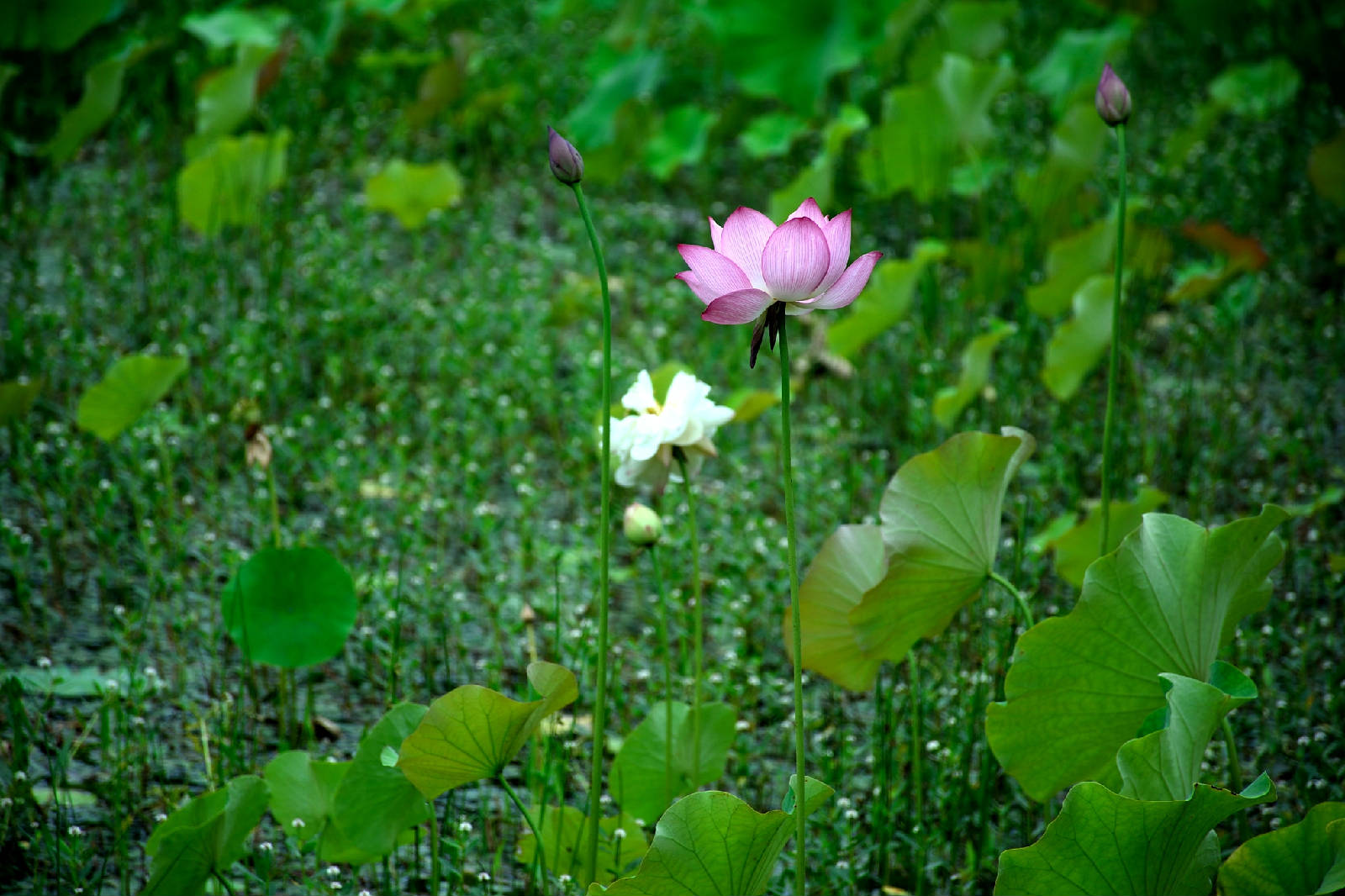 DSC_1571.JPG