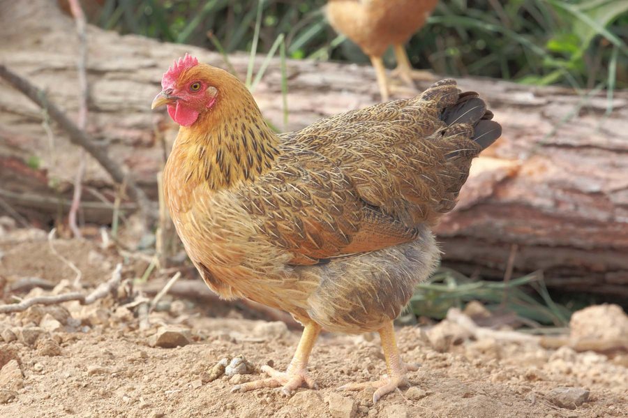 3土鸡.jpg