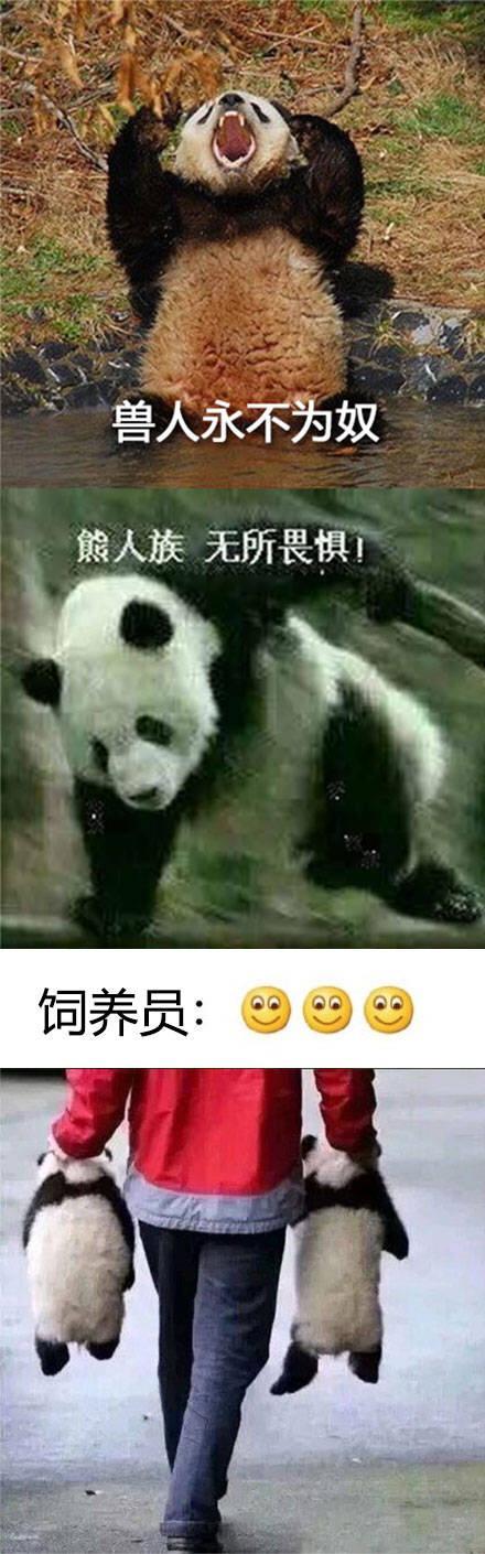 熊猫表情包图片兽人图片