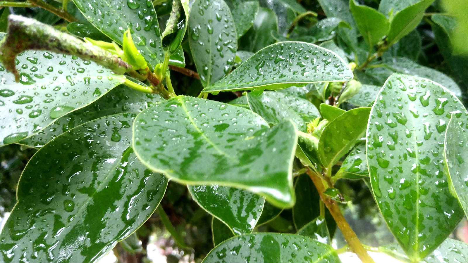 下雨