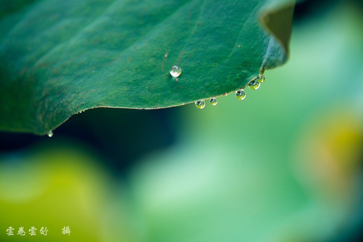 conew__dsc1316.jpg