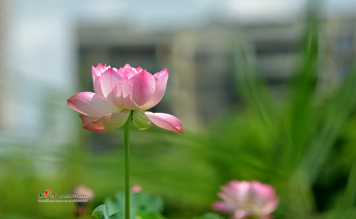 DSC_2767.jpg
