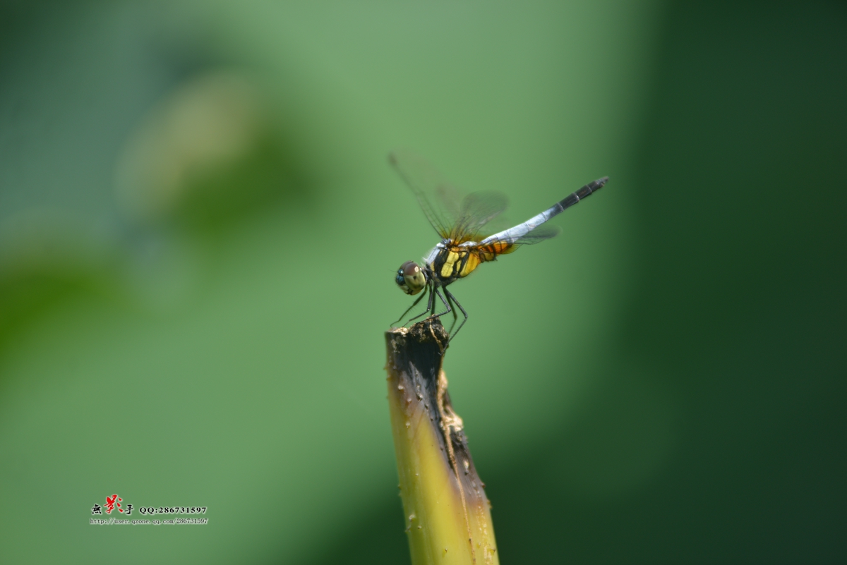 DSC_2775.jpg