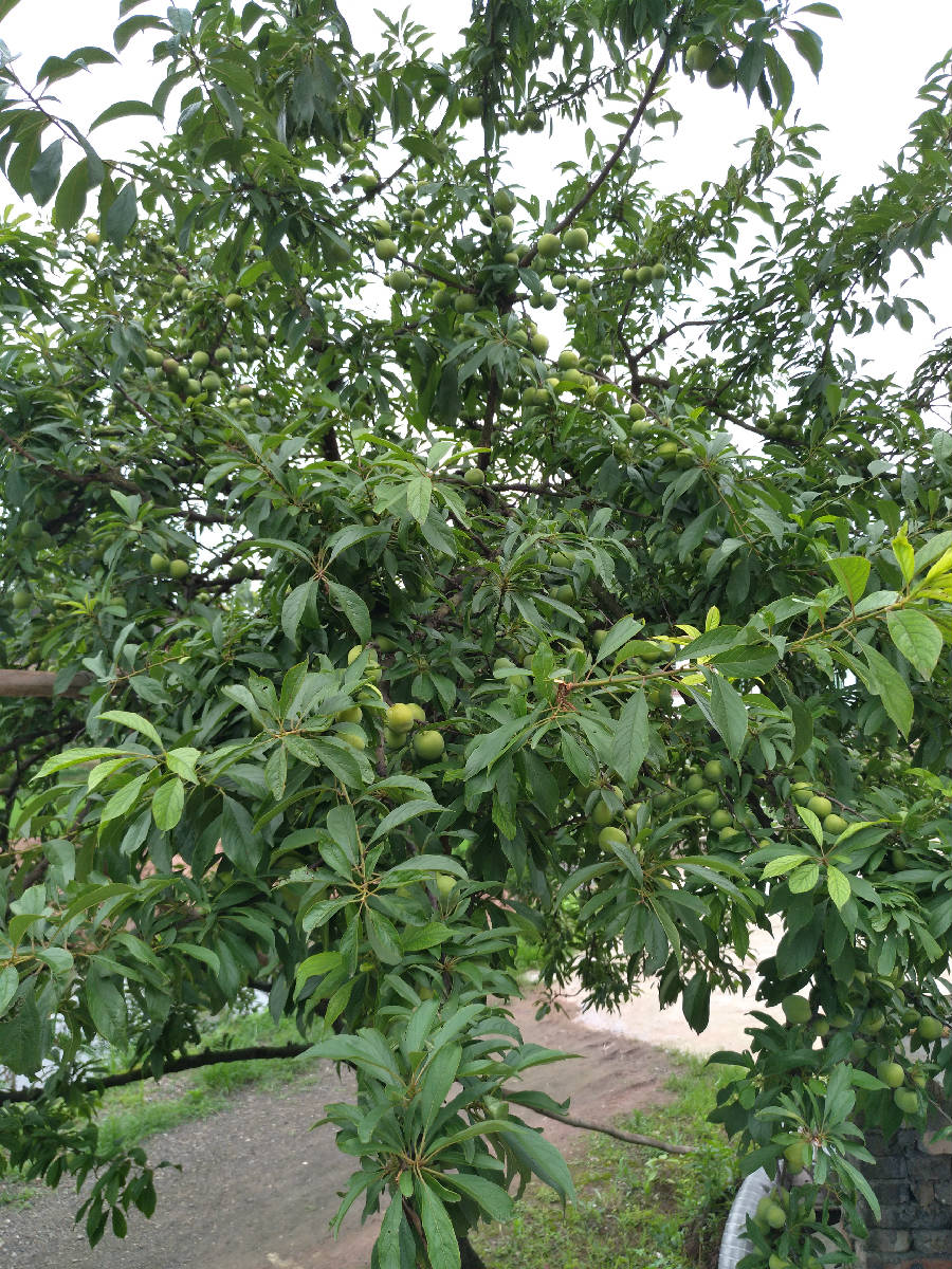 IMG_20170617_171050.jpg
