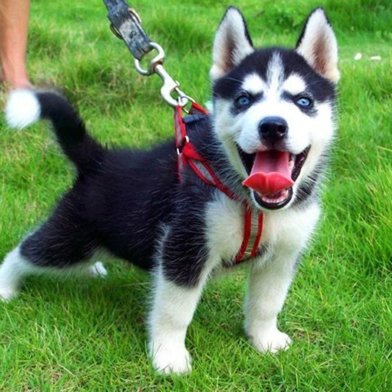 蓝眼睛 三把火极品哈士奇-成都宠物-麻辣社区 四川第一网络社区 你的