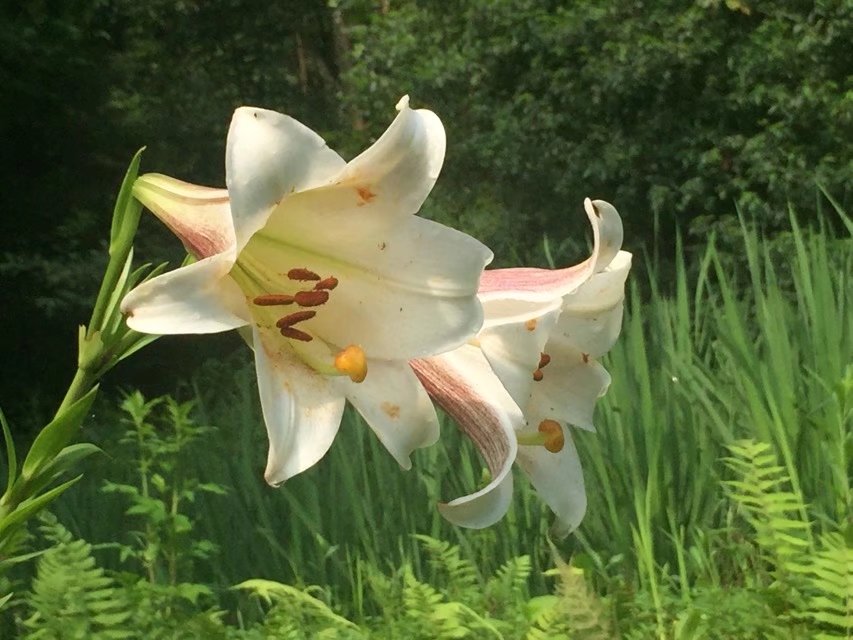 野百合花