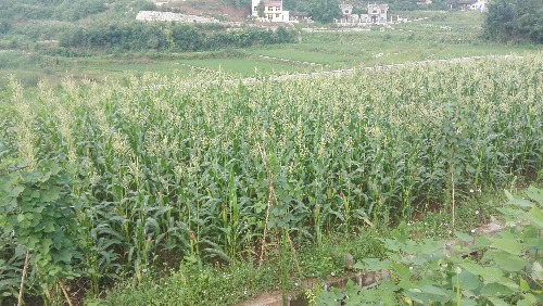 IMG_20170719_081837.jpg