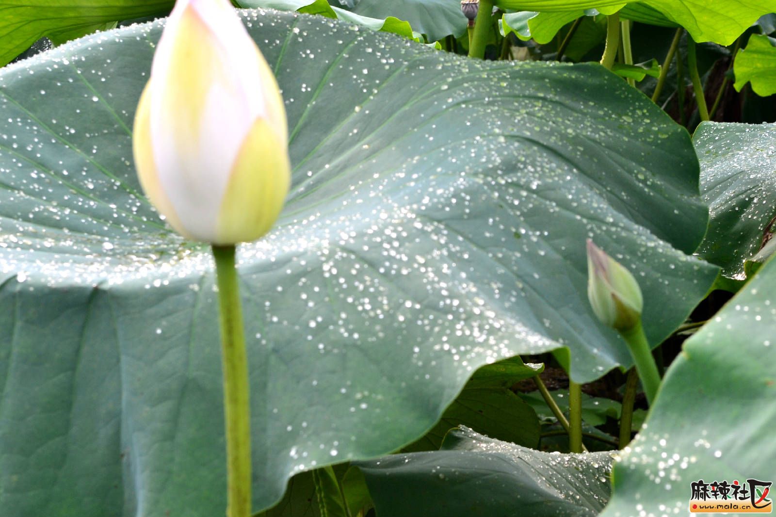 DSC_3292.JPG