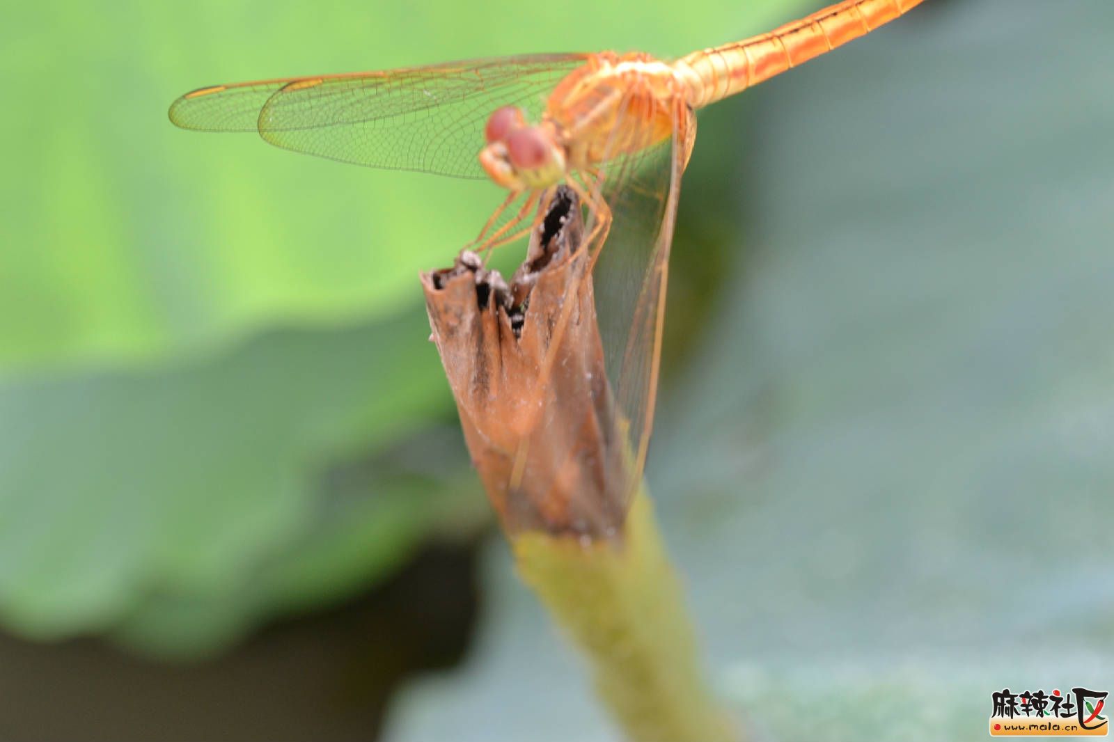 DSC_3309.JPG