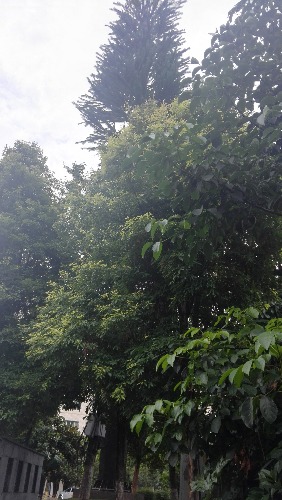 IMG_20170720_161308.jpg