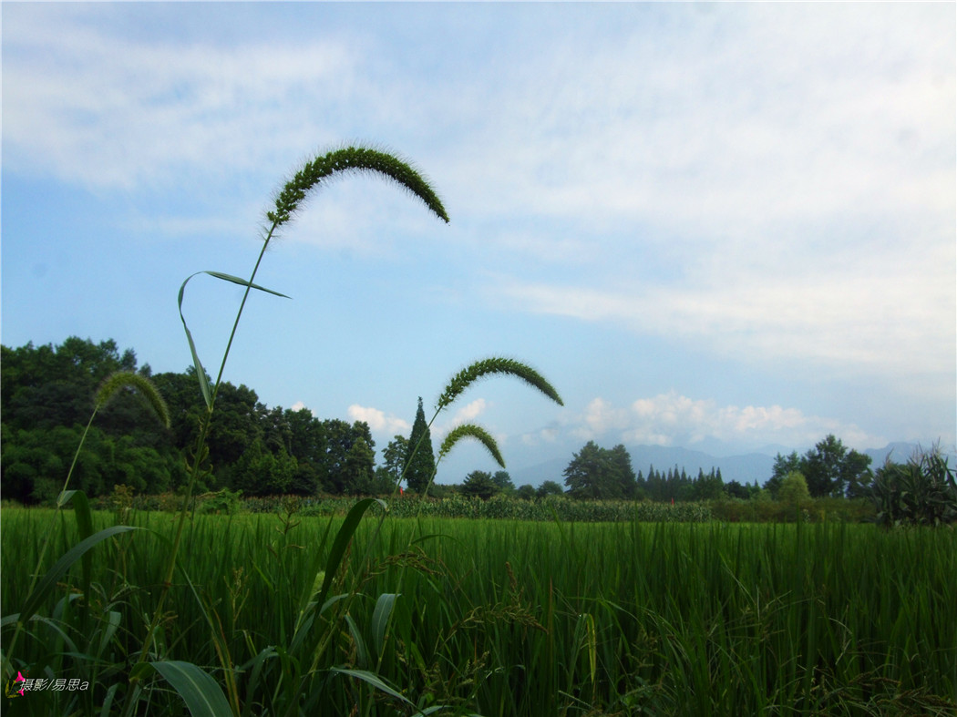 2017-7-22金马田园 043.jpg