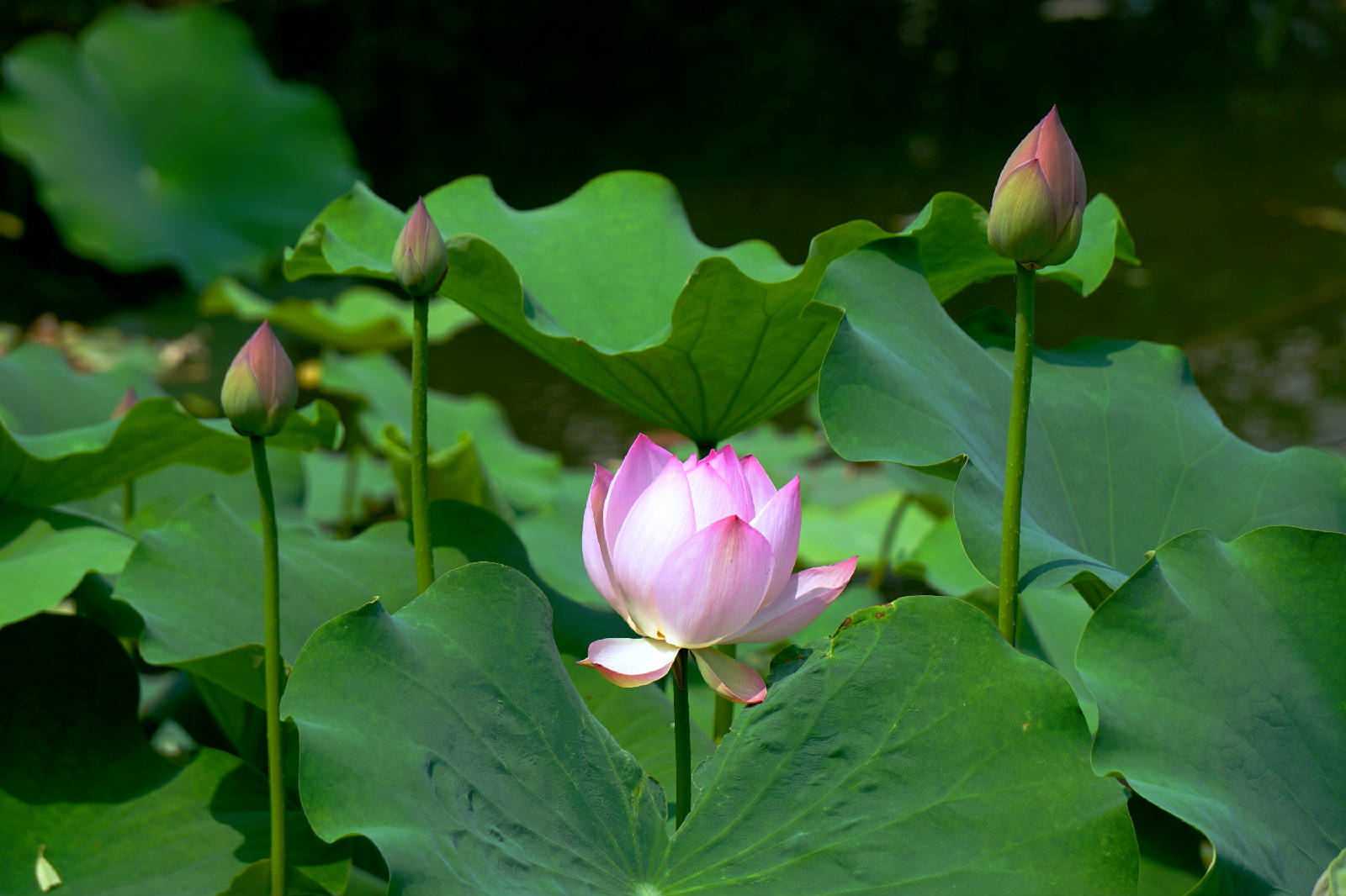 DSC05595.jpg
