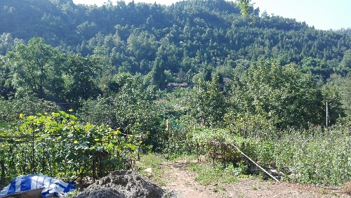 IMG_20170724_094424.jpg