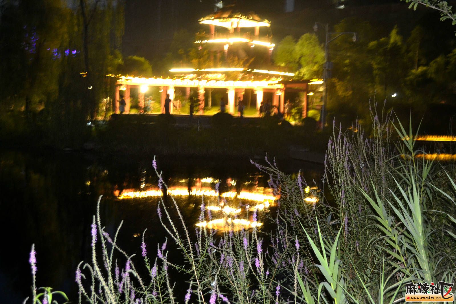 DSC_3460.JPG