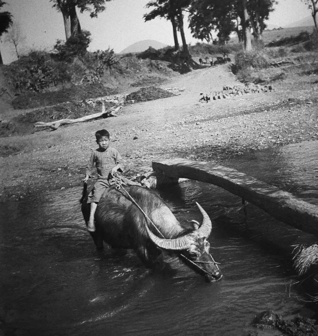 骑在牛背上的男孩图片图片