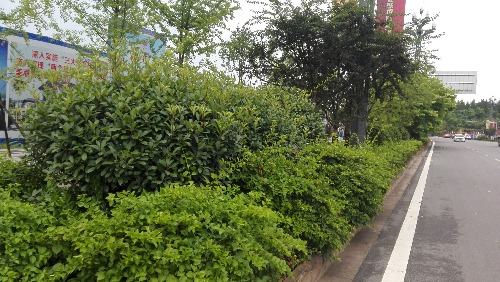 IMG_20170729_081002.jpg