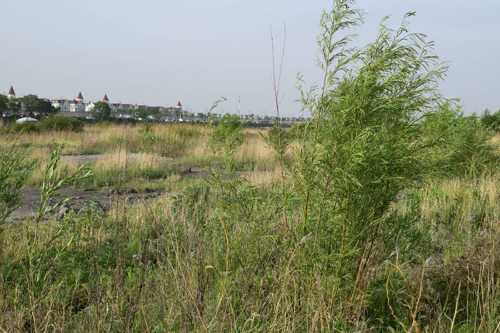 DSC_1372.JPG