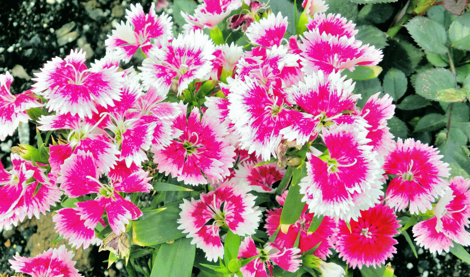 P4097373-.JPG