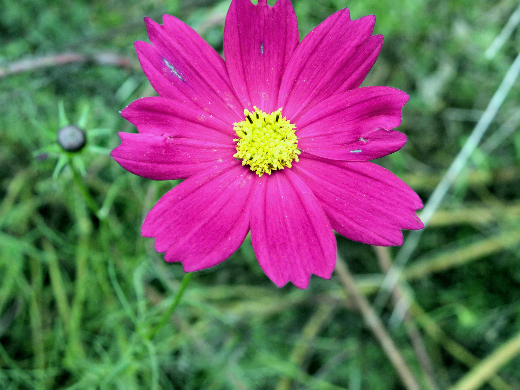 P4097383-8.JPG