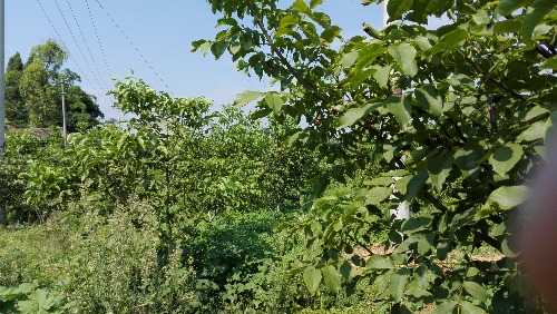 IMG_20170728_100918.jpg