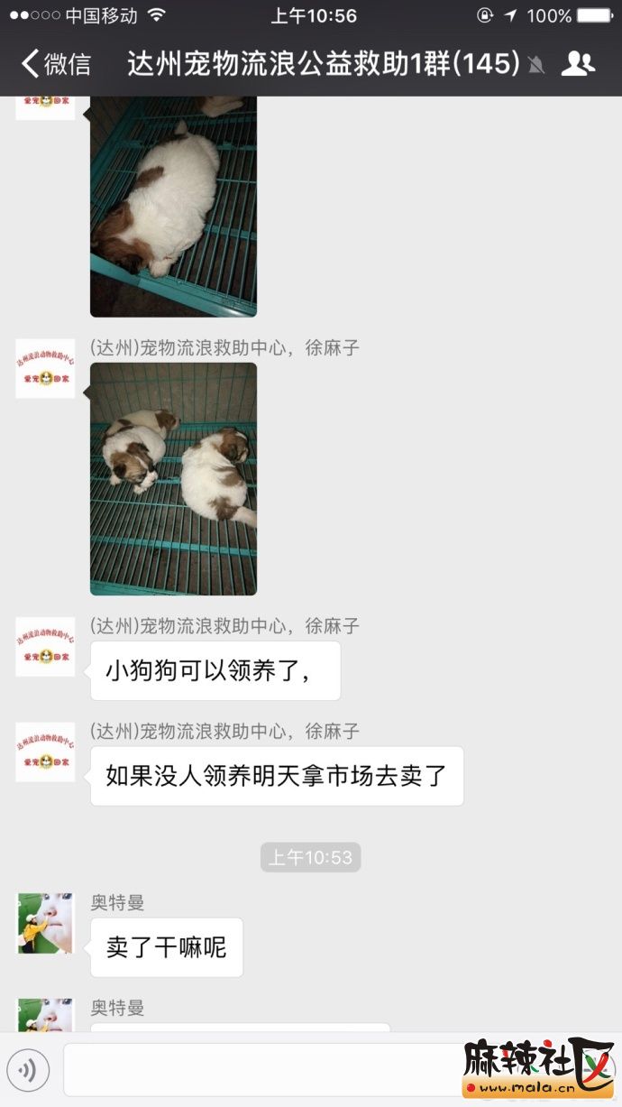小狗1.jpg