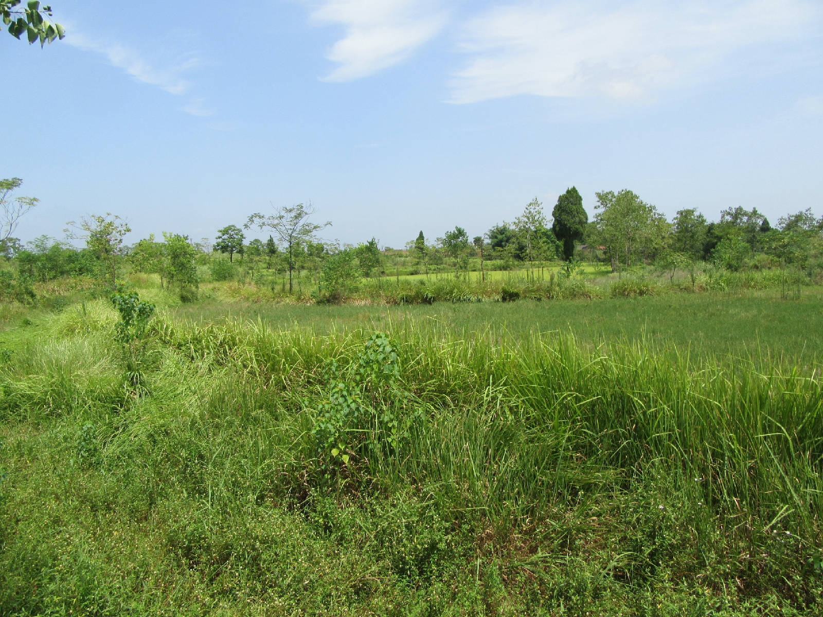 现在的农村都开始大面积种植茅草了