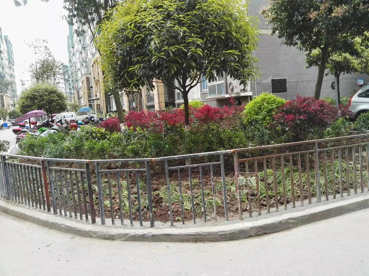 绿化补种移栽 (5).jpg