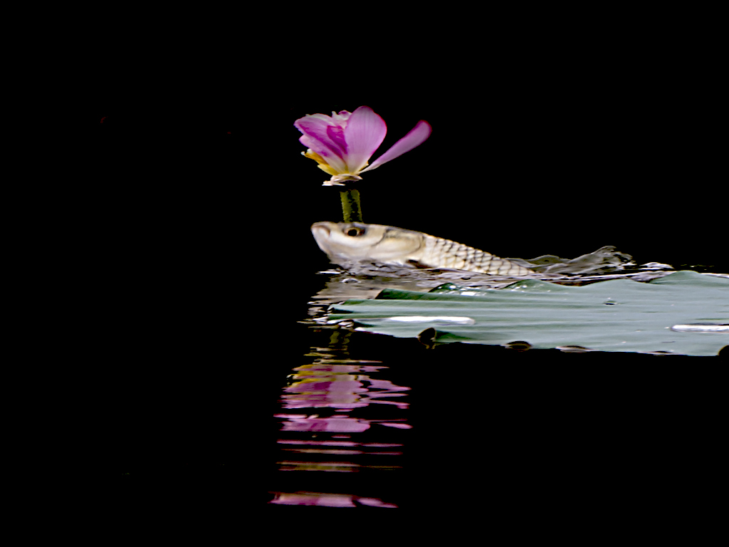 DSC_2795.jpg