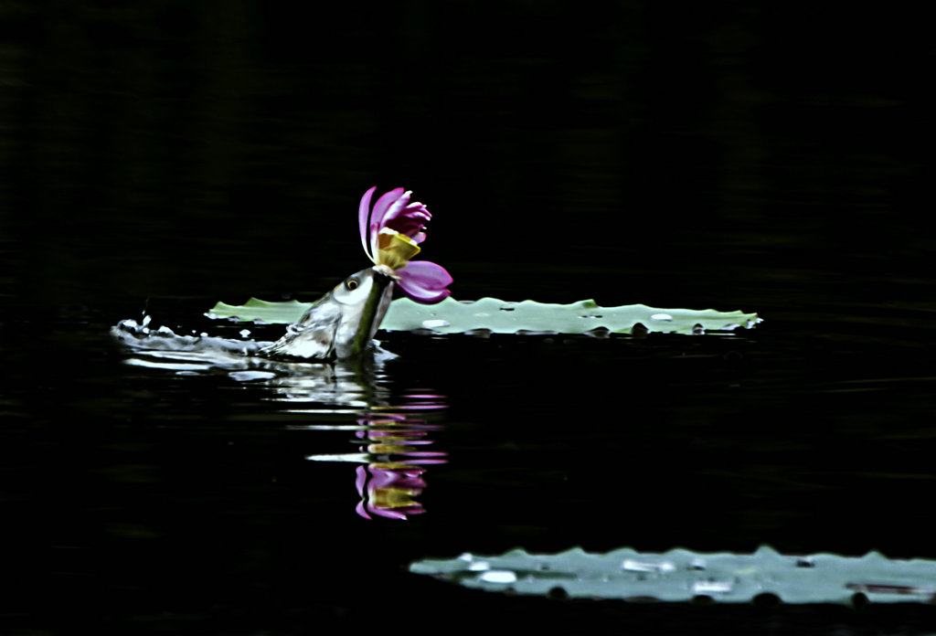 DSC_2747.jpg