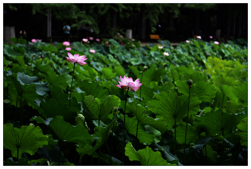 DSC_6370.jpg