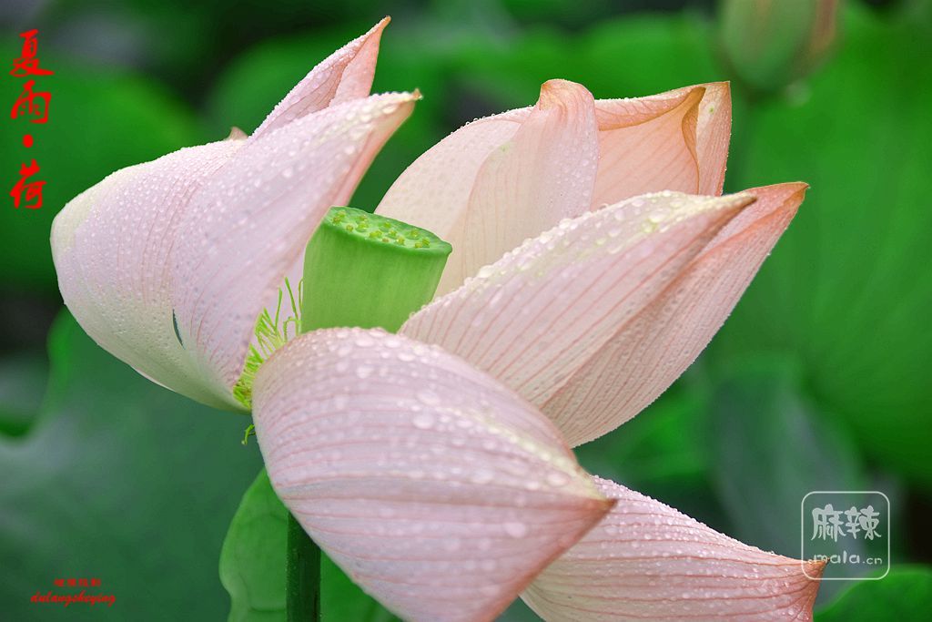 DSC_2803.JPG