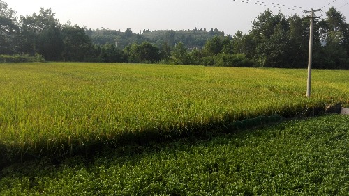 IMG_20170821_082512.jpg