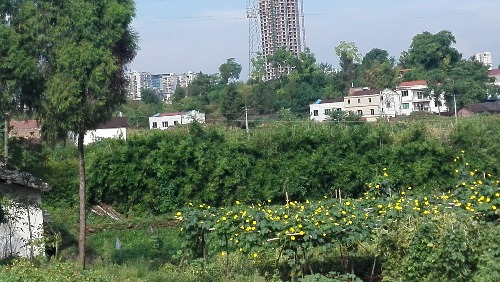 IMG_20170826_095010.jpg