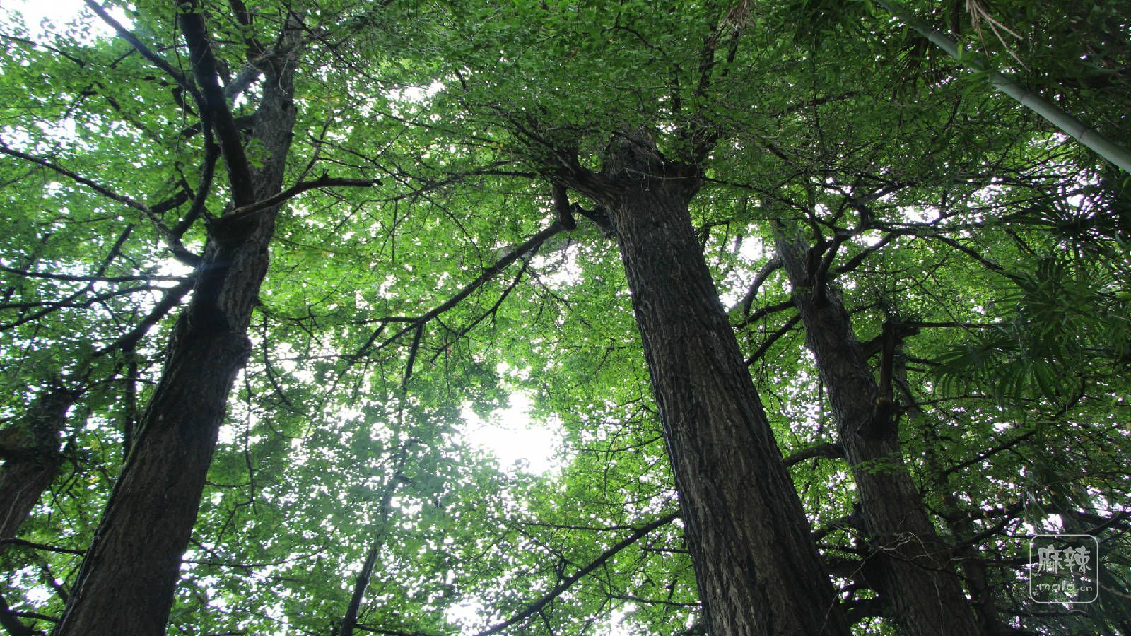 乡村摄影组图——平岗张公堂村