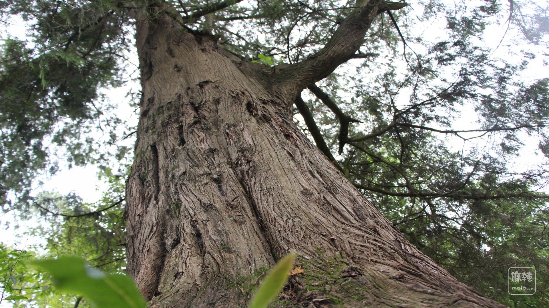 乡村摄影组图——平岗张公堂村