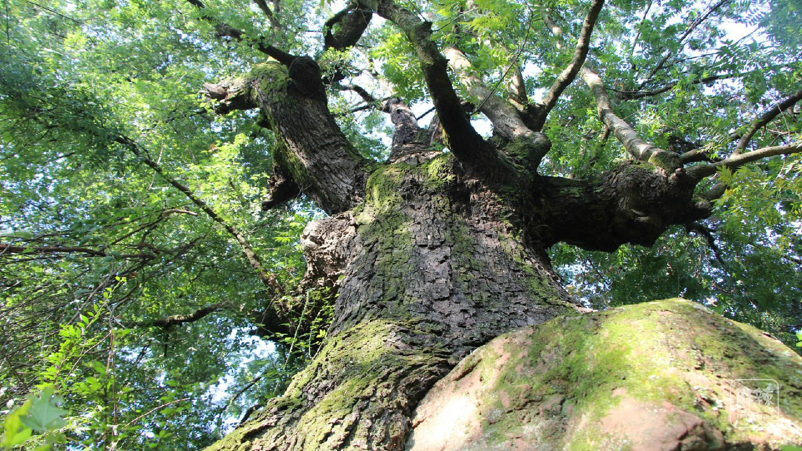 乡村摄影组图——平岗张公堂村