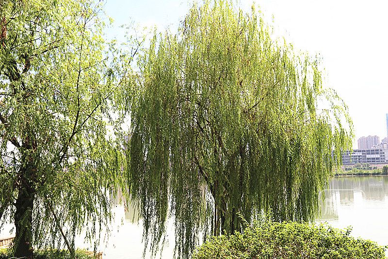 IMG_0161_副本.jpg
