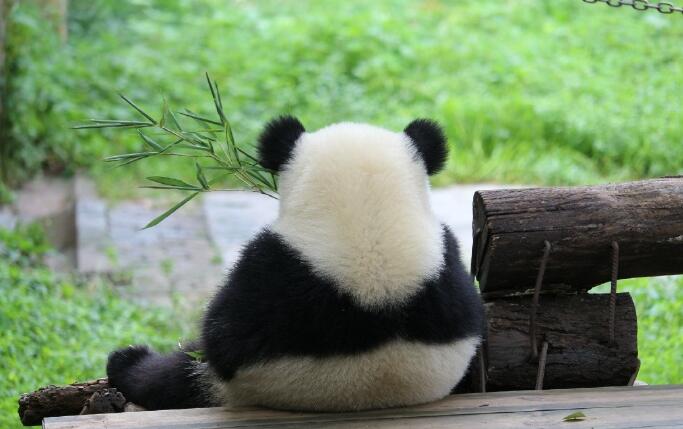 熊猫孤独的背影图片图片