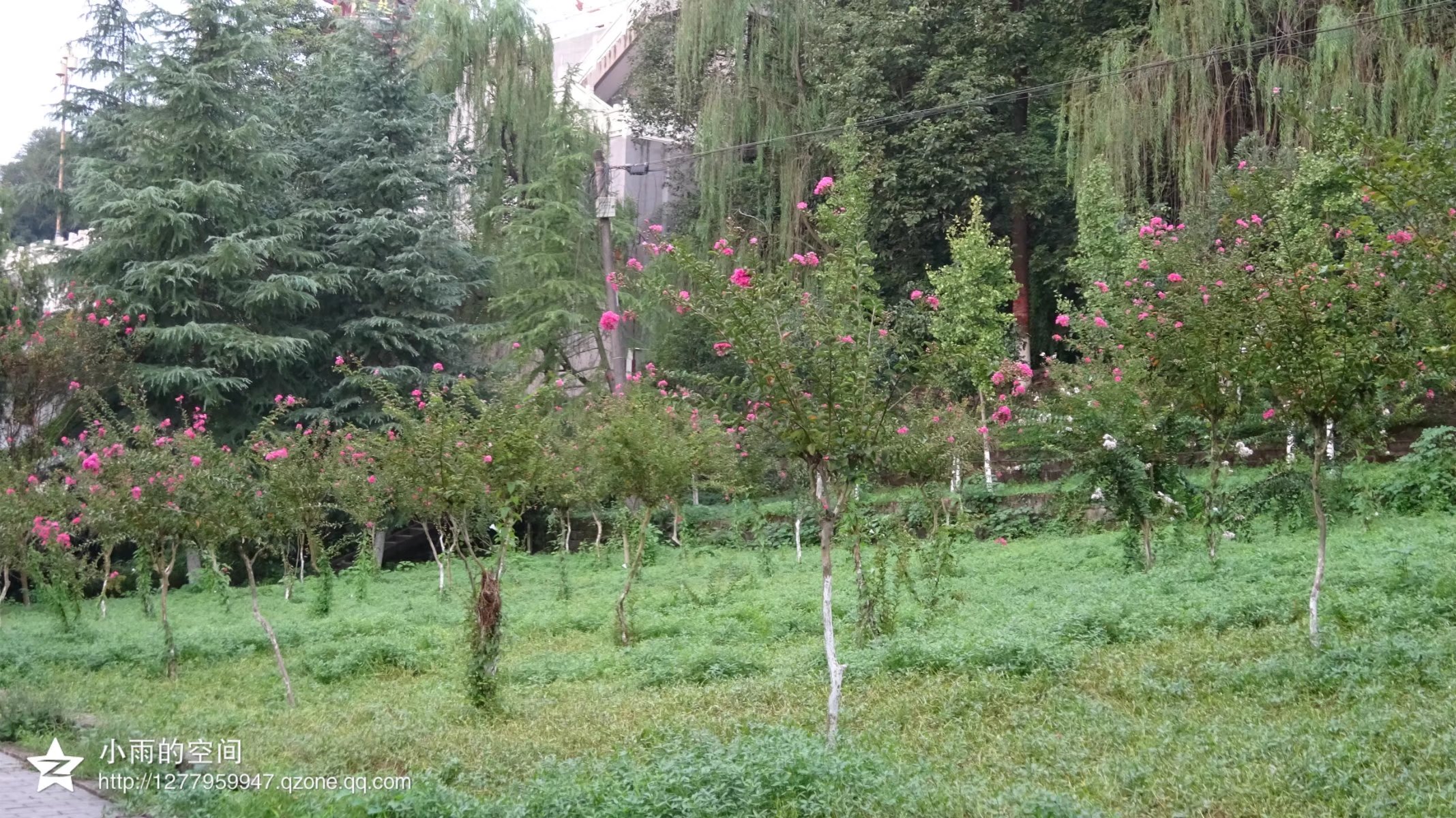 四川最大桂花基地